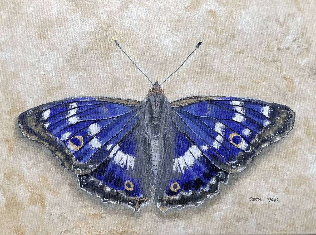 Impressionistic Animal Oil Painting By Shayne Mcgirr, 16 X 12", Purple Emperor, Original Artwork