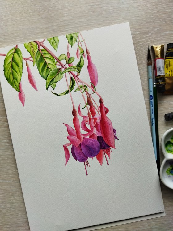 Flowers of Fuchsia