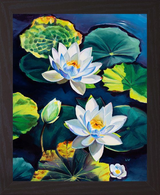 White water lily flowers on a pond