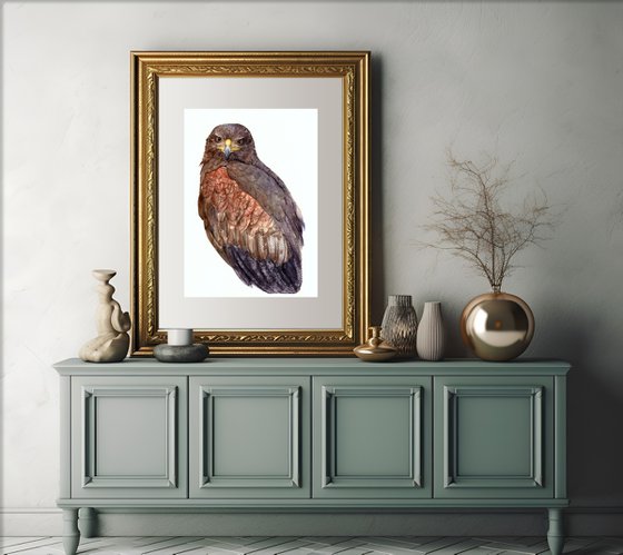 Harris's hawk gaze