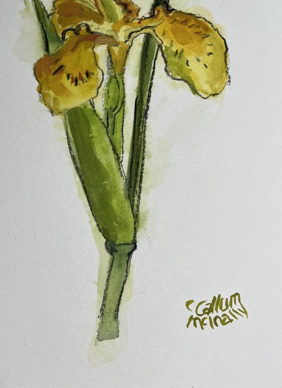 Yellow Flag Iris