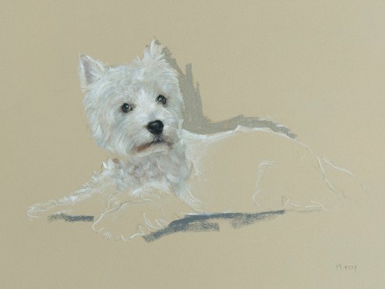 Westie Sketch