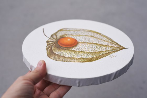 Physalis