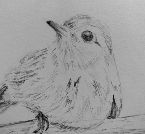 Birds. Original pencil drawing.