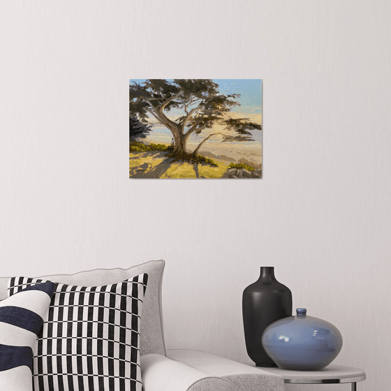 Backlit Monterey Cypress