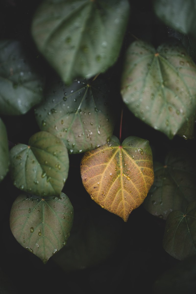 Botanical Photograph By Tal Paz-Fridman, 20 X 28", Winter Leaves Ii, Original Artwork