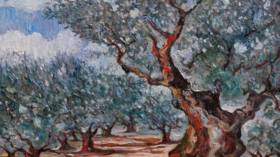 Olive Grove