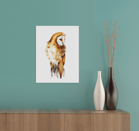Barn Owl II, wildlife, birds and animals