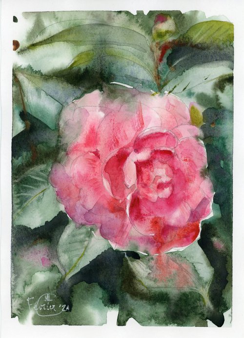 Camellia pink by Tatyana Tokareva