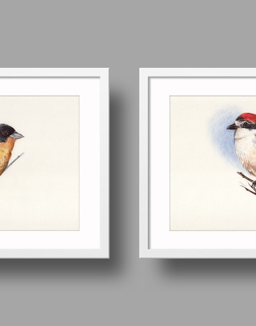 Birds Collection IV by Daria Maier
