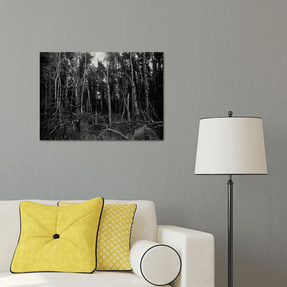 Northern Woods 11 - Unmounted (24x16in)