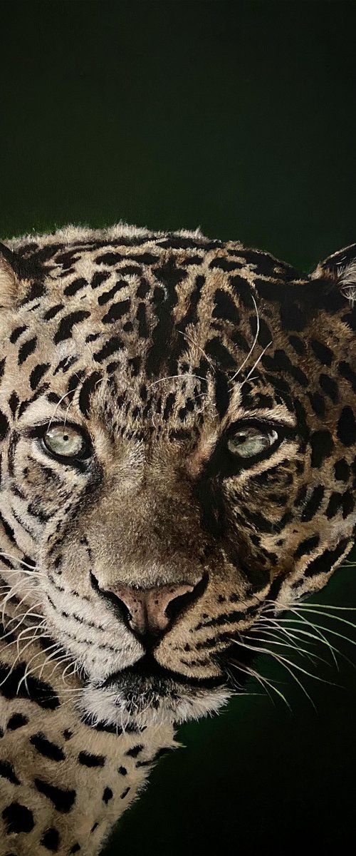 Dark Leopard by Paul Hardern