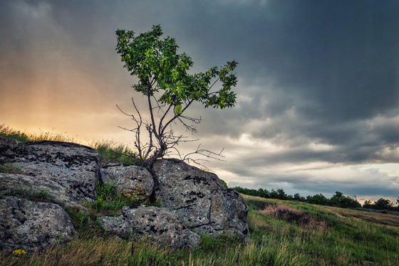 Tree on the rock
