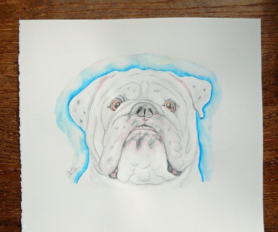 Pet Dog White English British Bulldog  Art Original Drawing-Carla Smale