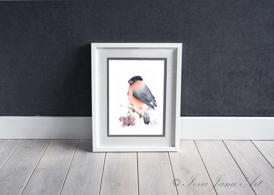 Bullfinch
