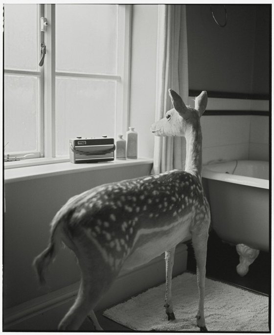 Deer in the Bathroom (Small size)