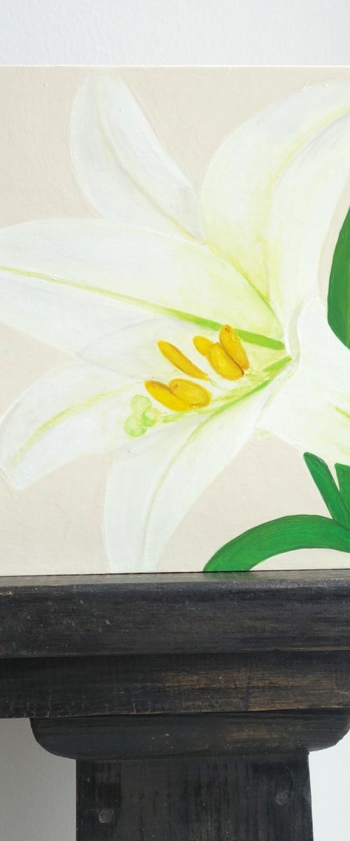 White Lily by Susan Porter