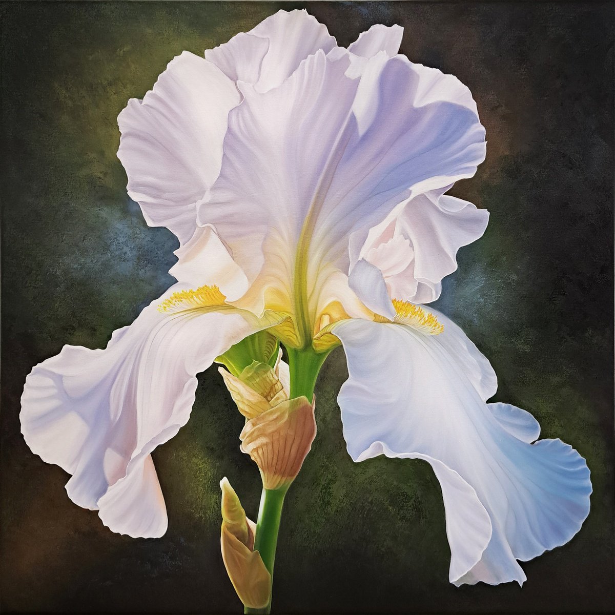 Photorealistic Botanical Oil Painting By Anna Steshenko, 31 X 31, Portrait Of Iris. Bella, Original Artwork