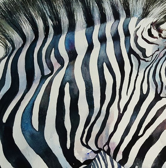 Xander the Blue Zebra