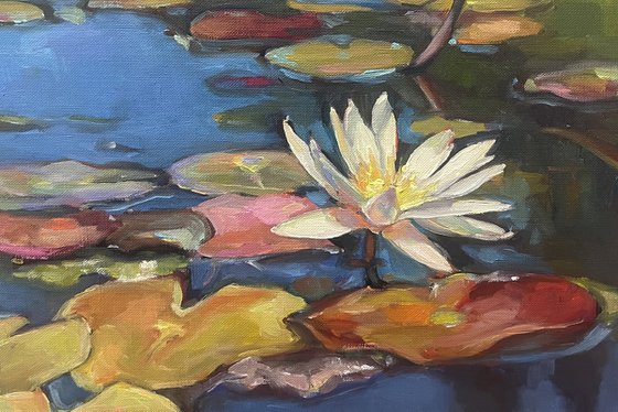 Water lilies