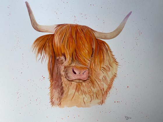 Highland cow