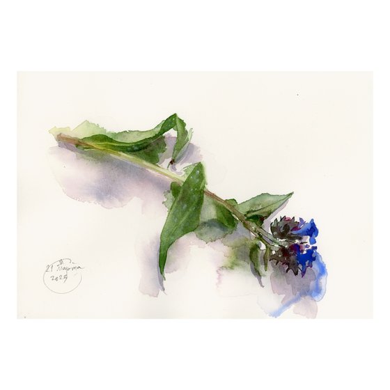 Still life with wild blue flower.