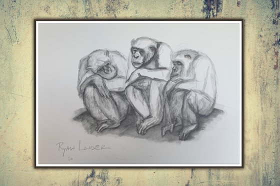 Three Chimpanzees 14x18  Wildlife Artwork