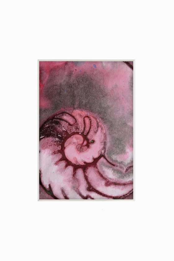Nautilus Shell Collection 18