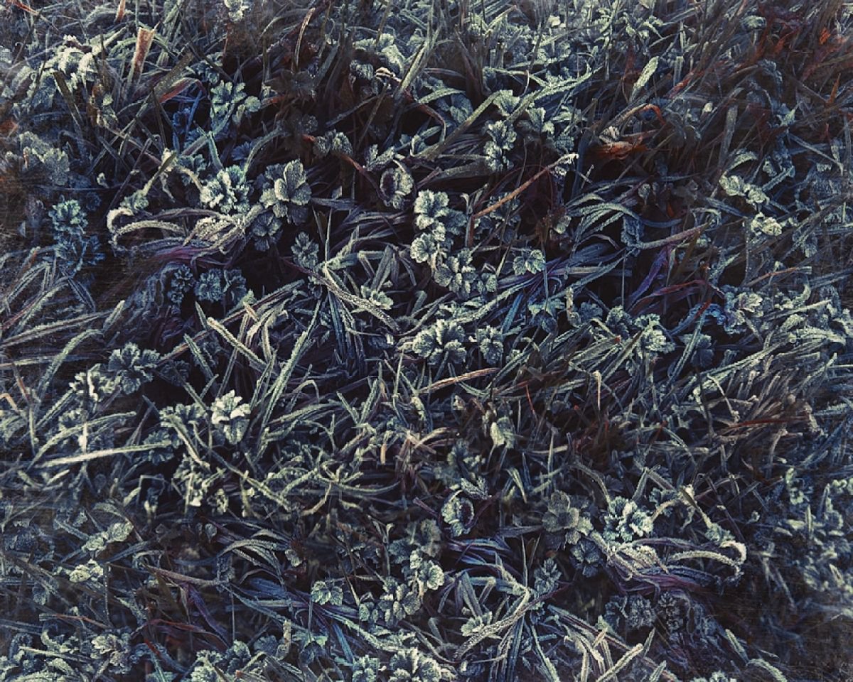 Grass crystals by Nadia Attura