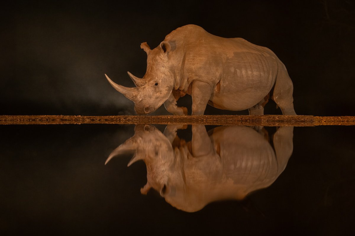 Photorealistic Animal Photograph By Nick Dale, 53 X 38", Dark Waters, Original Artwork