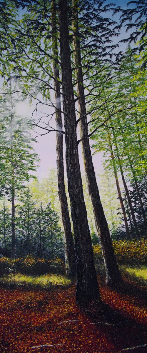 Light Through The Trees by Hazel Thomson