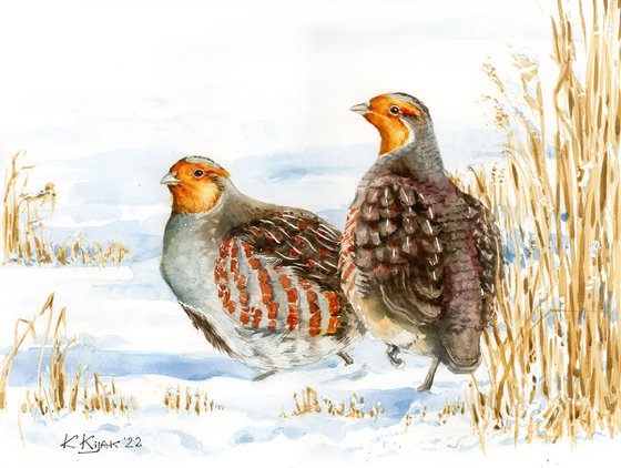 Grey partridges, winter watercolor