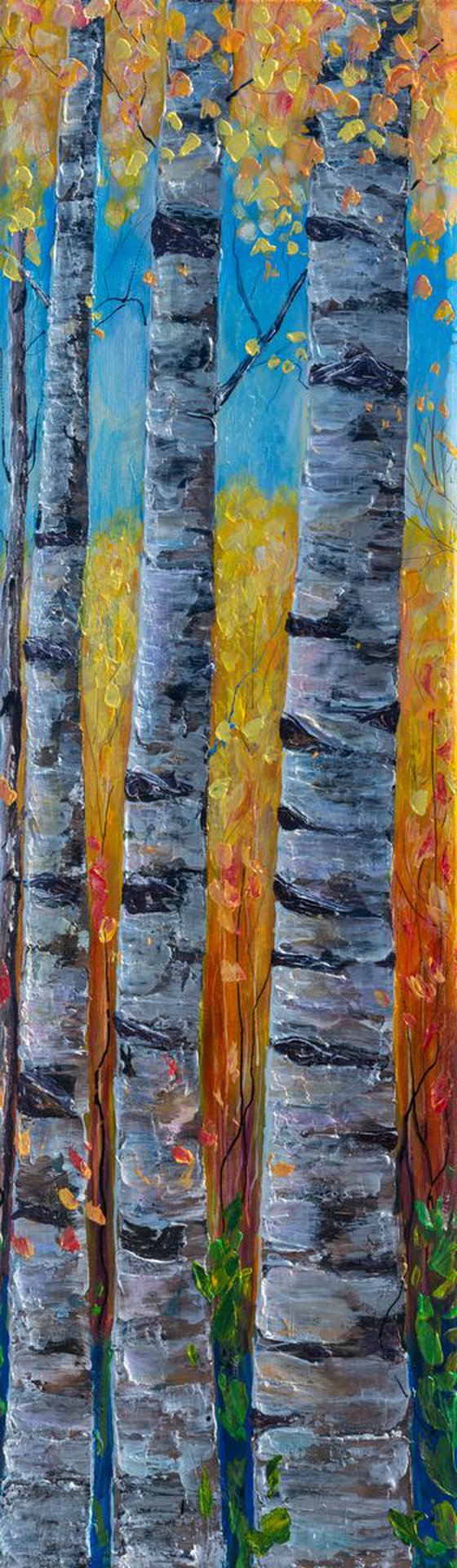 Colorado Aspen 2