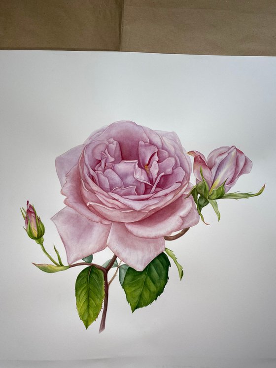 Pink Royal Rose