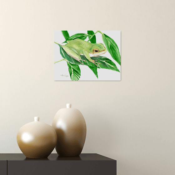 Tree Frog