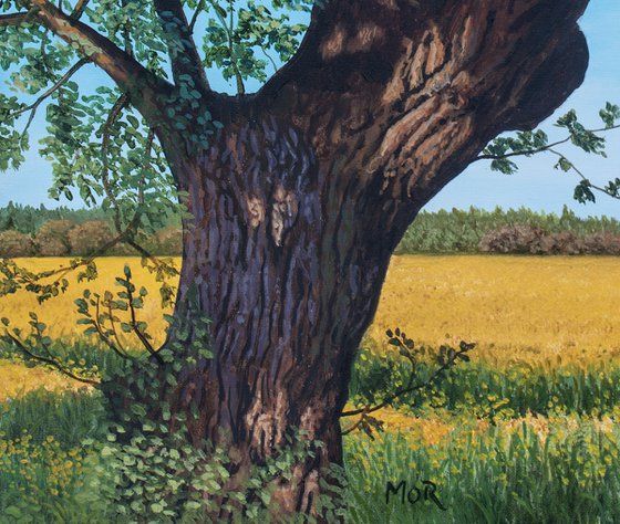 Tree And Rapefield