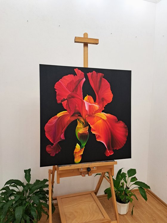 Portrait of Iris. Scarlet