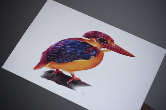 Birds Collection III