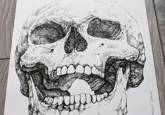 Human skull v.01