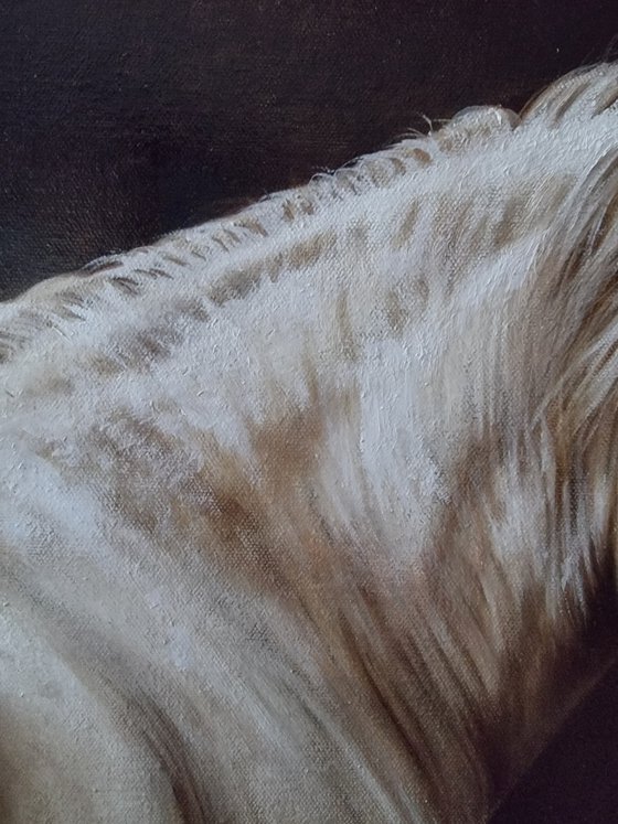 Horse portrait in monochrome