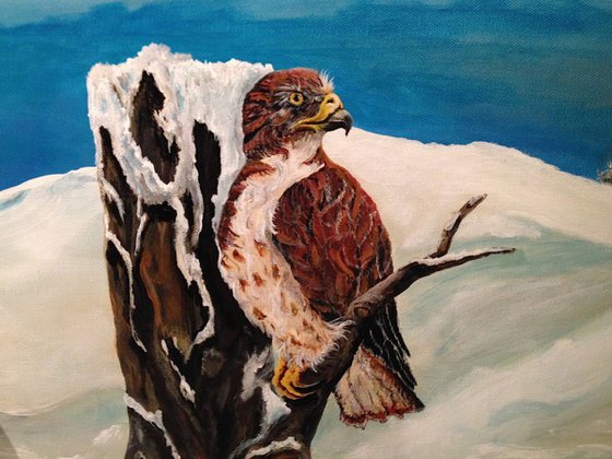 Evening Winter Hawk