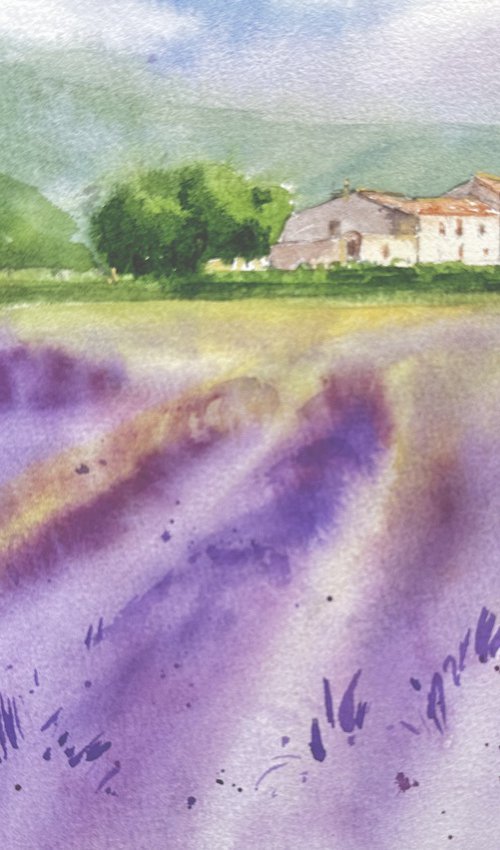 Fields of Provence 3 by Alla Semenova