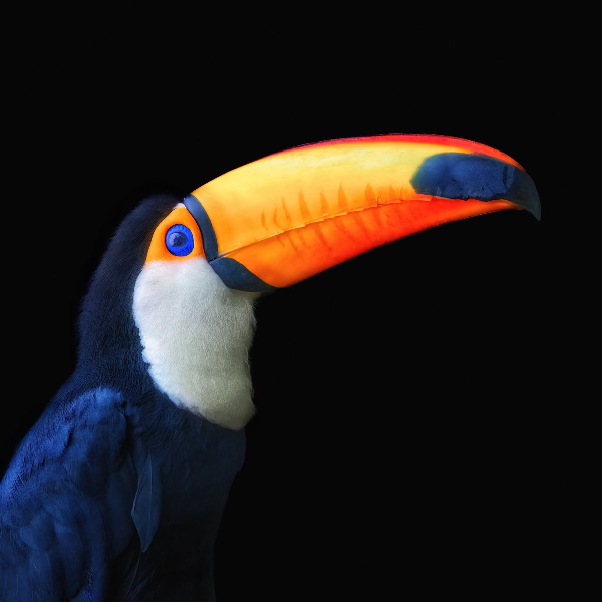 Animal Photograph By Paul Nash, 24 X 24", Toco Toucan Square, Original Artwork