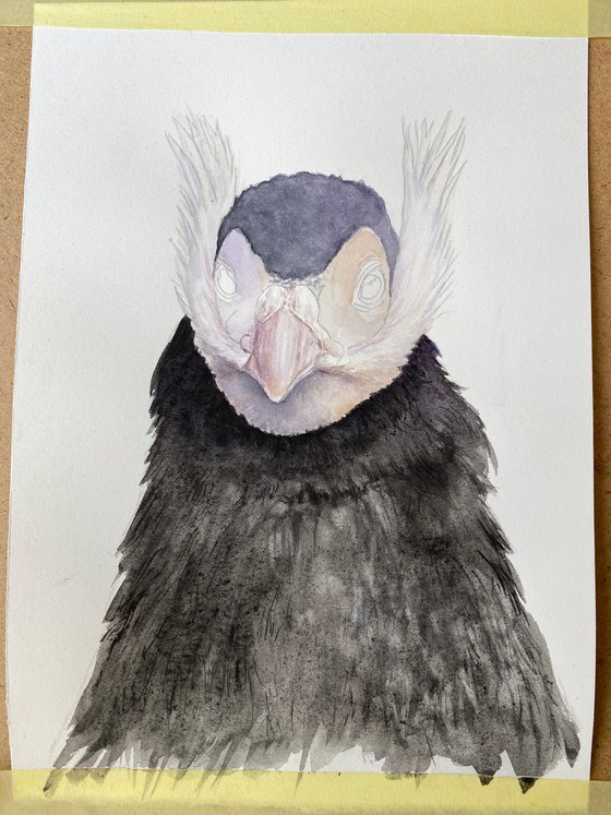 Eared Pheasants: A Portrait Diptych
