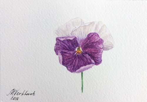 Viola Flower. by Mag Verkhovets