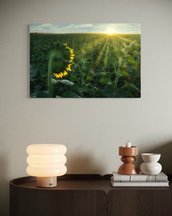 Turning to the Light