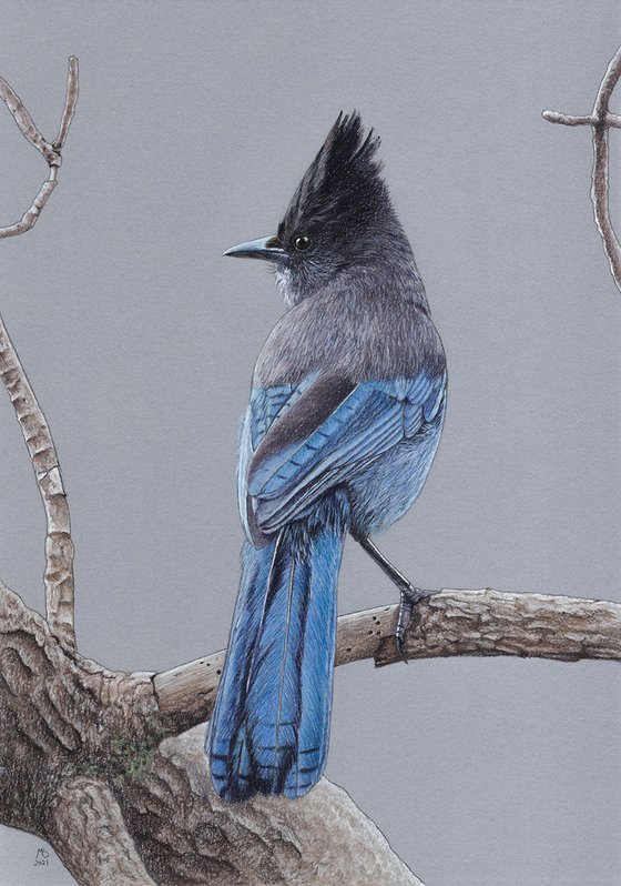 Original pastel drawing bird "Steller's jay"