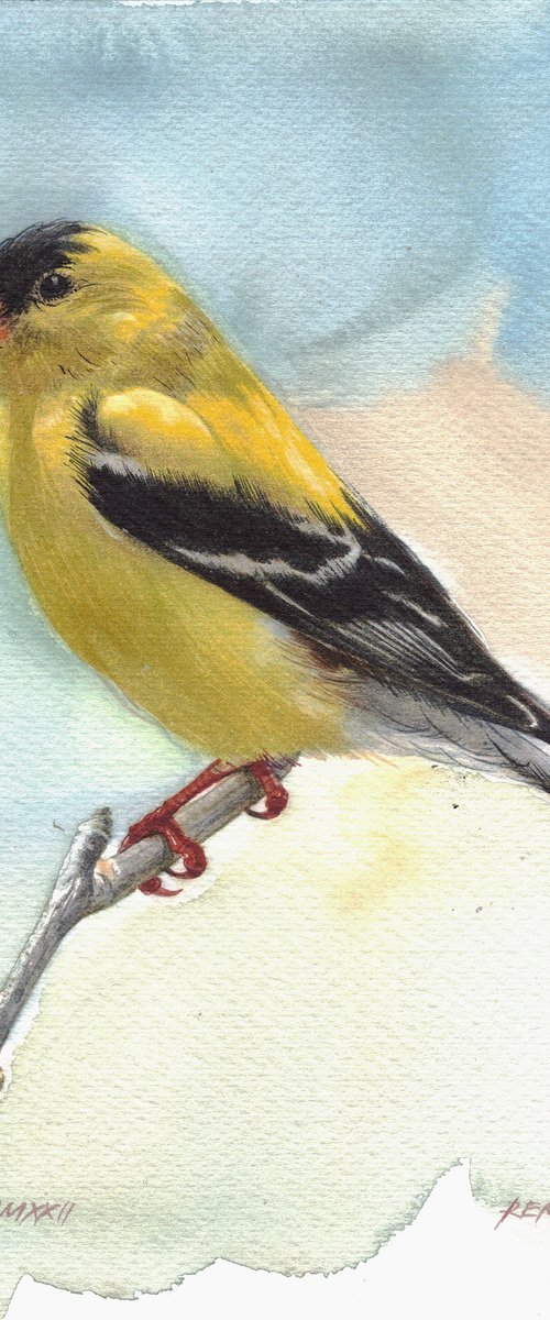 BIRD CCXVIII - American Goldfinch by REME Jr.
