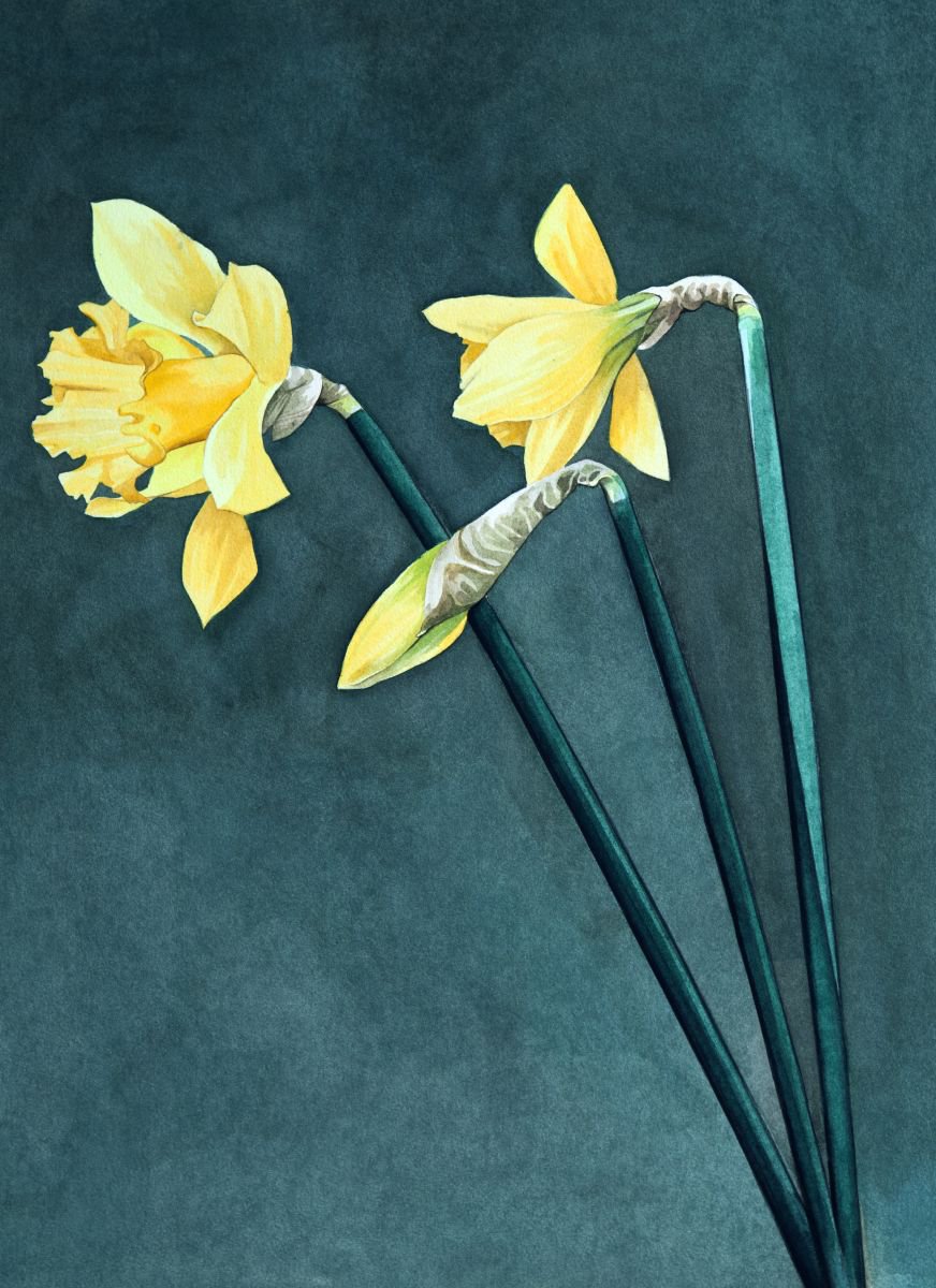 Daffodils by John Kerr