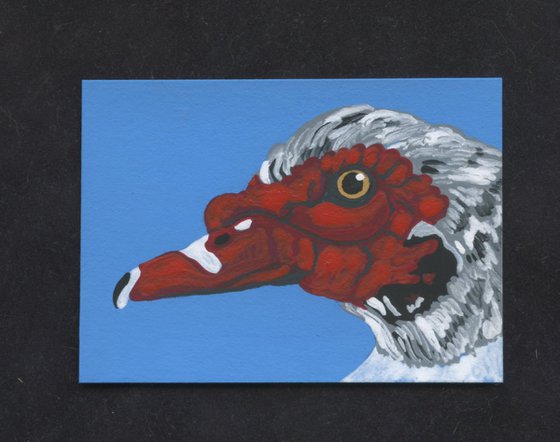 ACEO ATC Original Miniature Painting Muscovy Duck Bird  Farmyard Art-Carla Smale